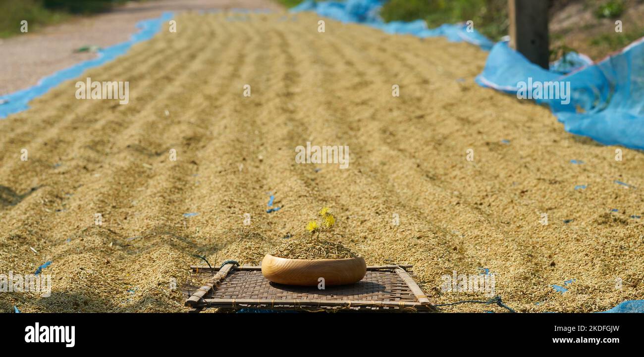 Drying rice by the roadside in rural Thailand Stock Photo - Alamy