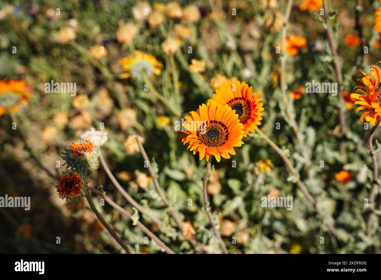 A meadow filled with blooming yellow venidium flowers on a sunny summer day Stock Photo