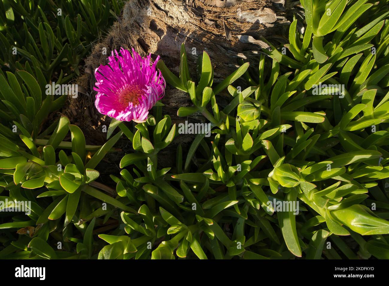 A tree trunk from a palm tree with a flower in the foreground Stock Photo