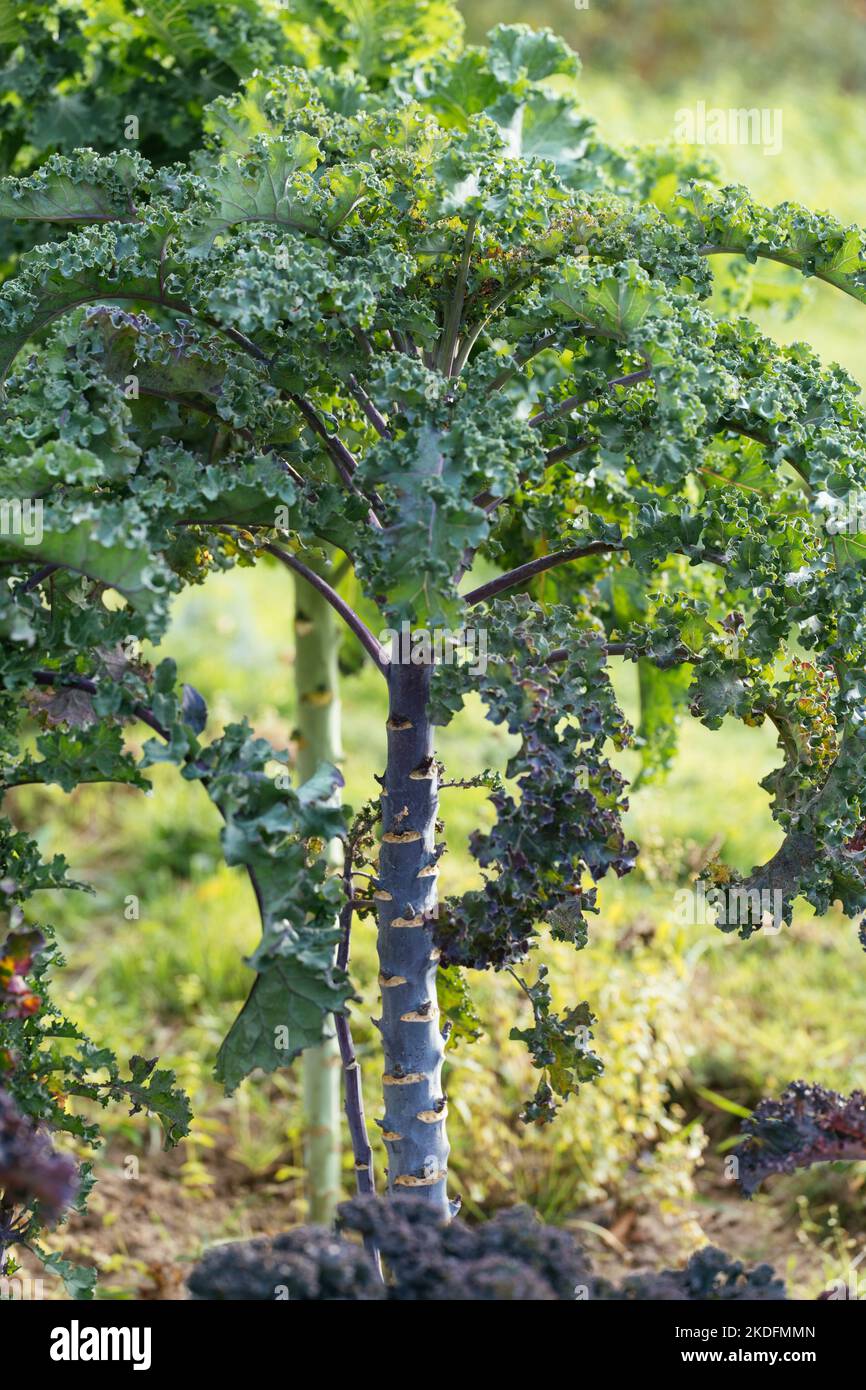 Long-stemmed German kale variety called Lippischer Braunkohl or Lippische Palme. Stock Photo
