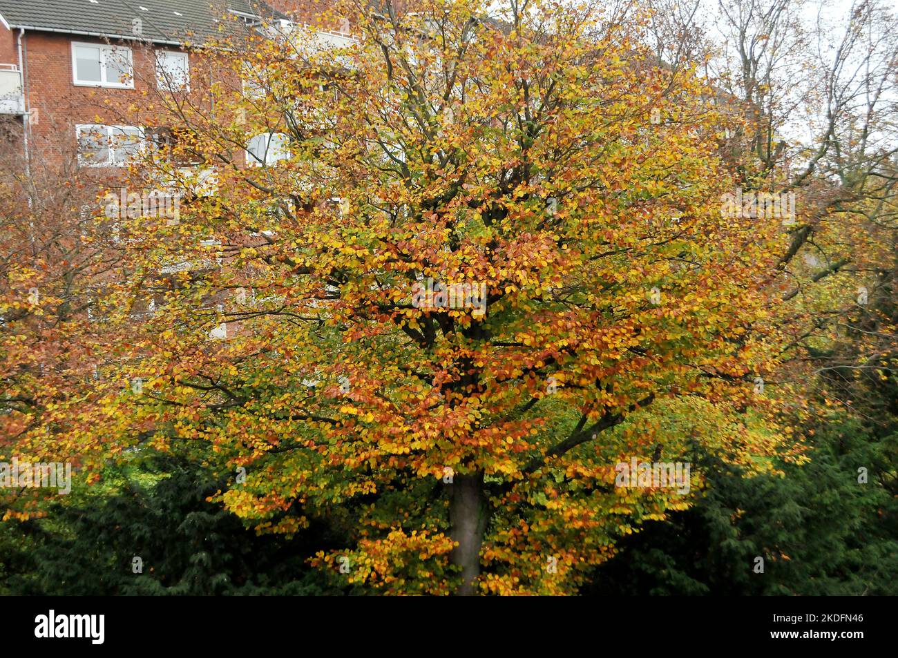 Copenhagen/Denmark/06 November 2022/Autumn or fall colour of tree and ...