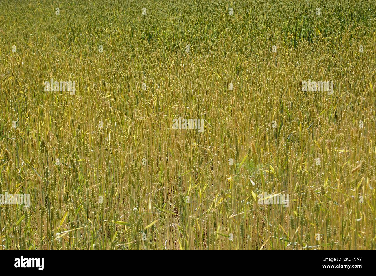 Intercropping hi-res stock photography and images - Alamy