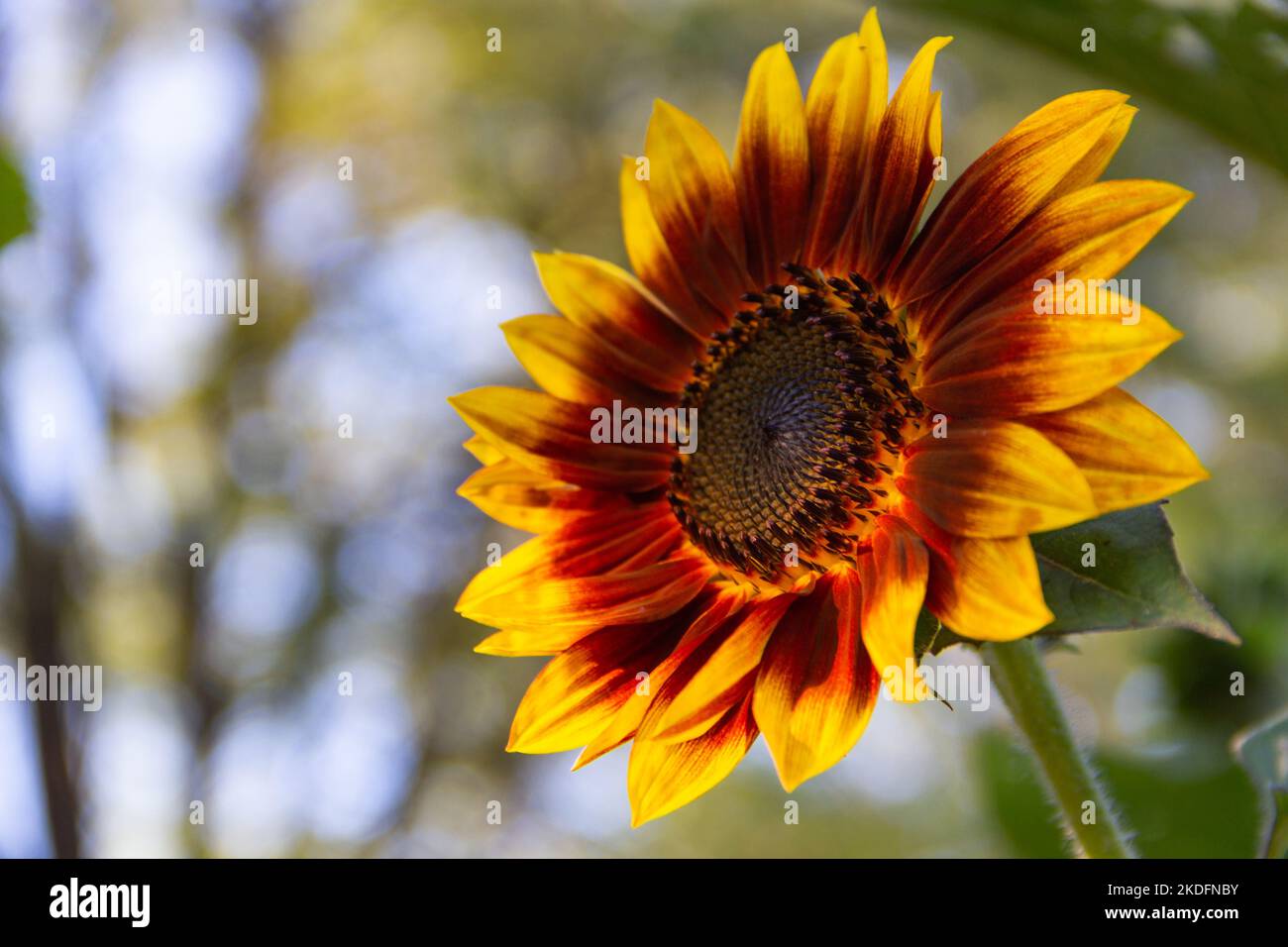 A closeup of a red and yellow sunflower with blurred background Stock ...