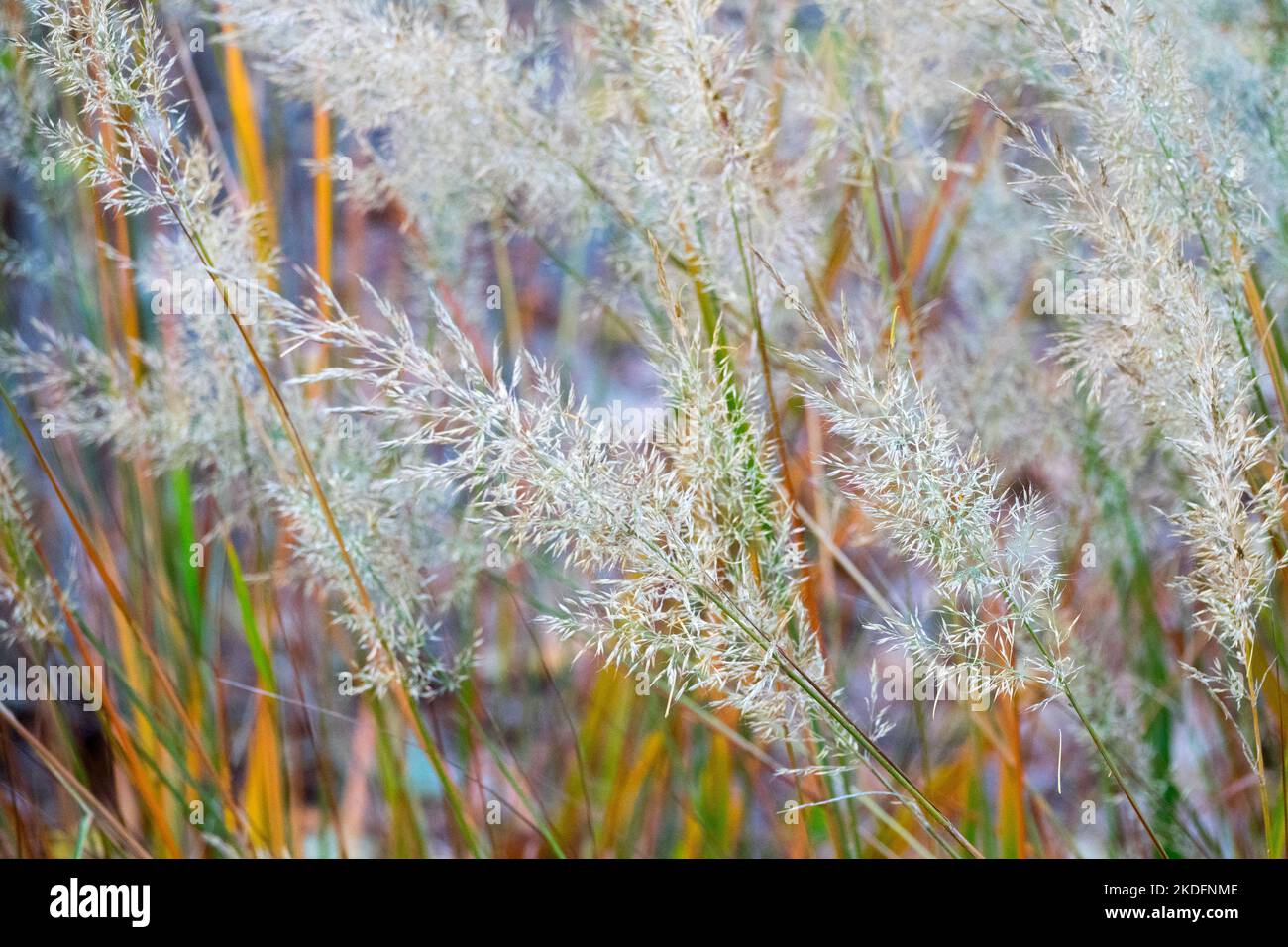 Korean Feather, Grass, Stipa brachytricha, Reed Grass, Seedheads, Garden, Grasses, Ornamental Stock Photo