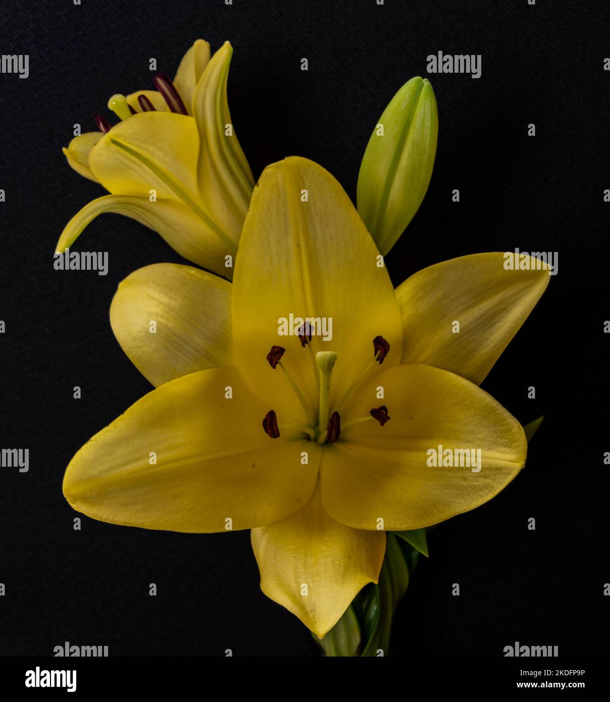 Close-up of Yellow Asiatic Lilies isolated against a black background ...