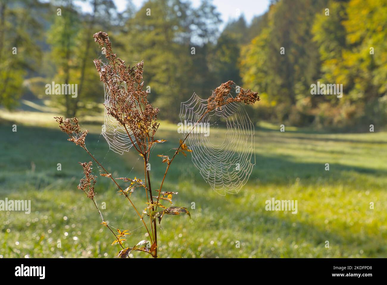 Beautiful spiderweb without spider on autumn background Stock Photo