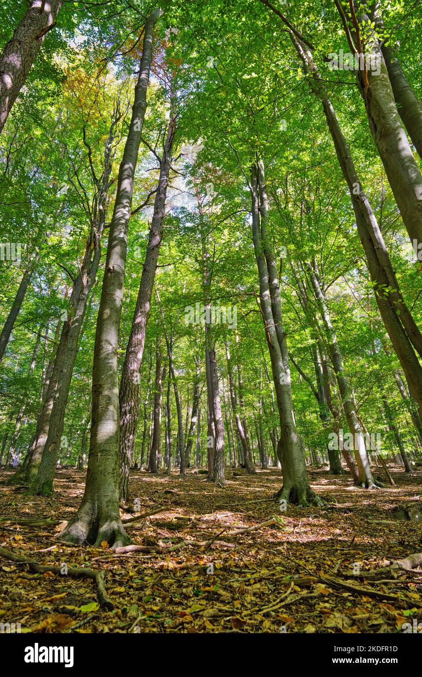 Old sunny beech forest hi-res stock photography and images - Alamy