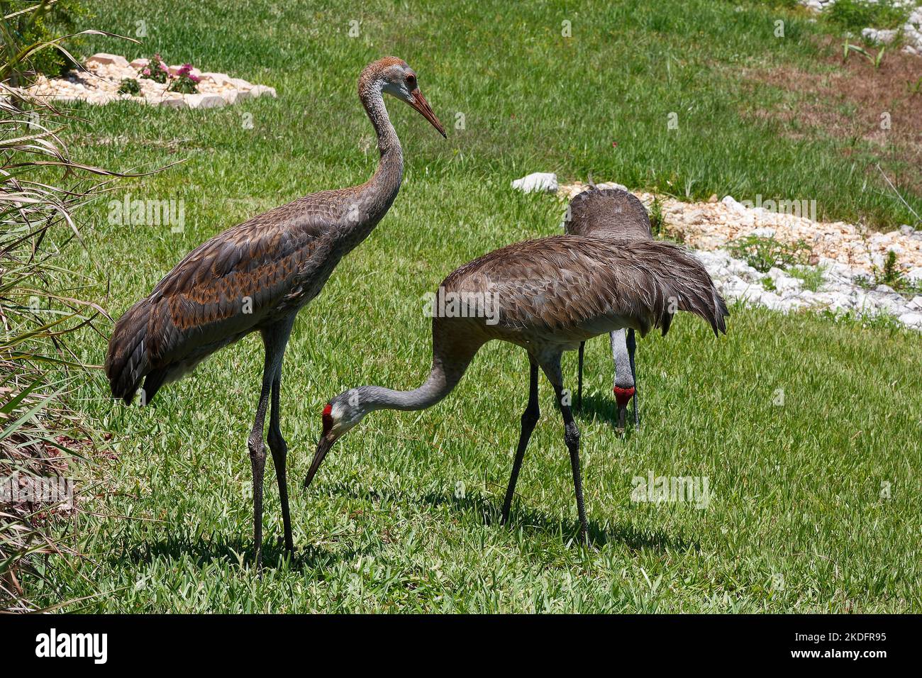 3 Sandhill Cranes, 1 immature, eating, head moving, green grass, very large bird, Grus canadensis, red forehead, tufted rump feathers, long neck, long Stock Photo