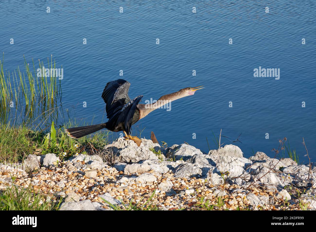 anhinga, neck reaching out over water, beak open, wings spread, just landed, bird, wildlife, animal, snakebird, waterbird, darter, Florida Stock Photo