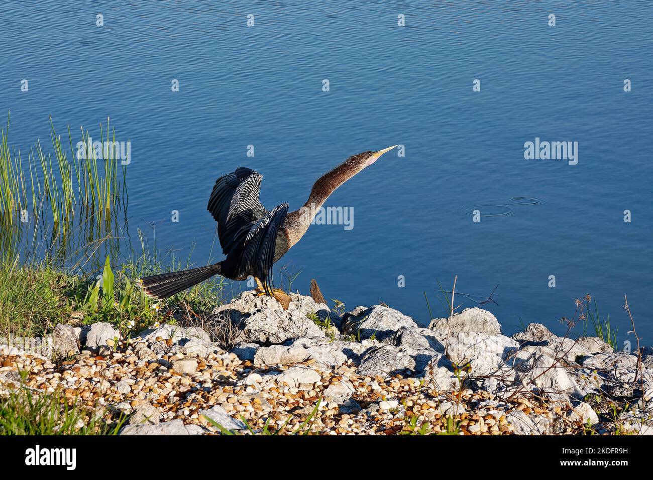 anhinga, neck reaching out over water, wings spread, just landed, bird, wildlife, animal, snakebird, waterbird, darter, Florida Stock Photo