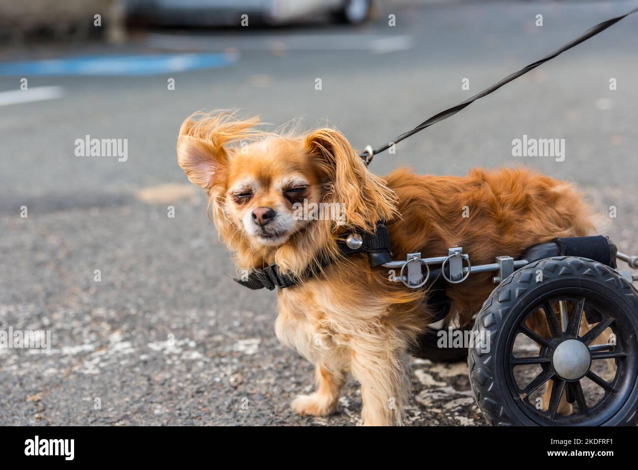 Eddies wheels for pets hires stock photography and images Alamy