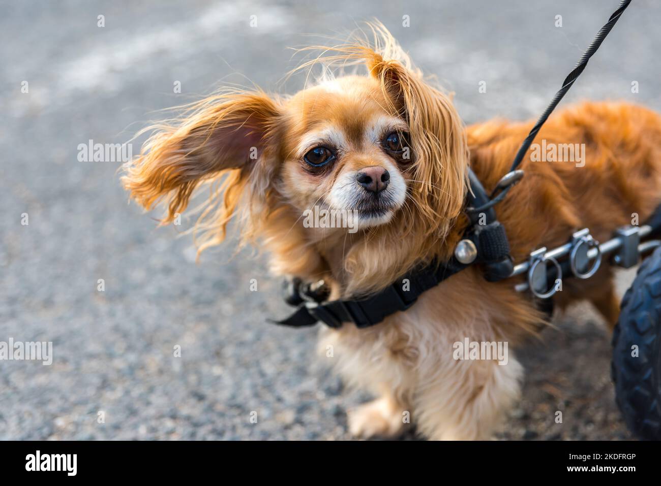 A new lease on life and walking again with Eddie's Wheels for Pets