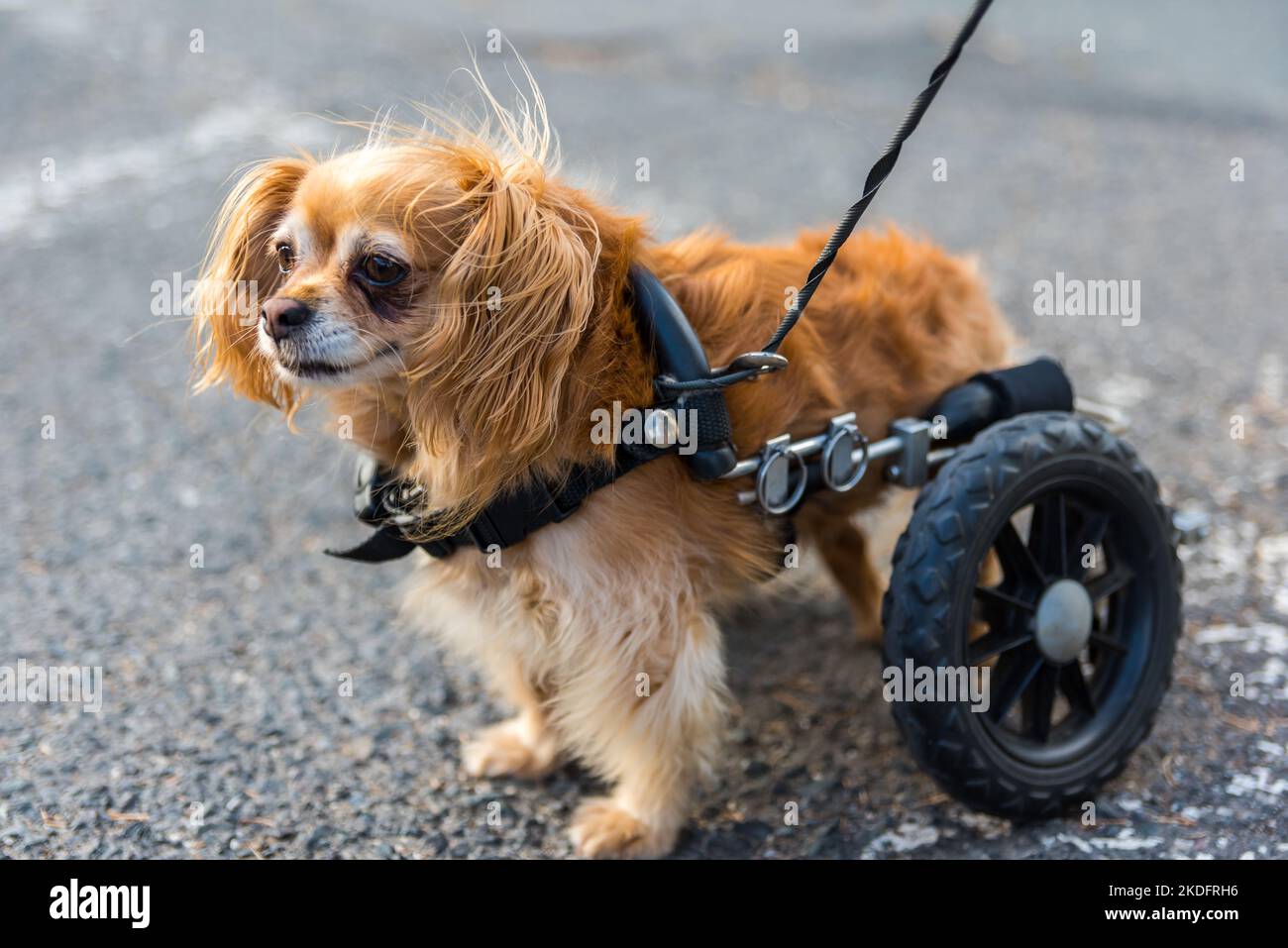 A new lease on life and walking again with Eddie's Wheels for Pets
