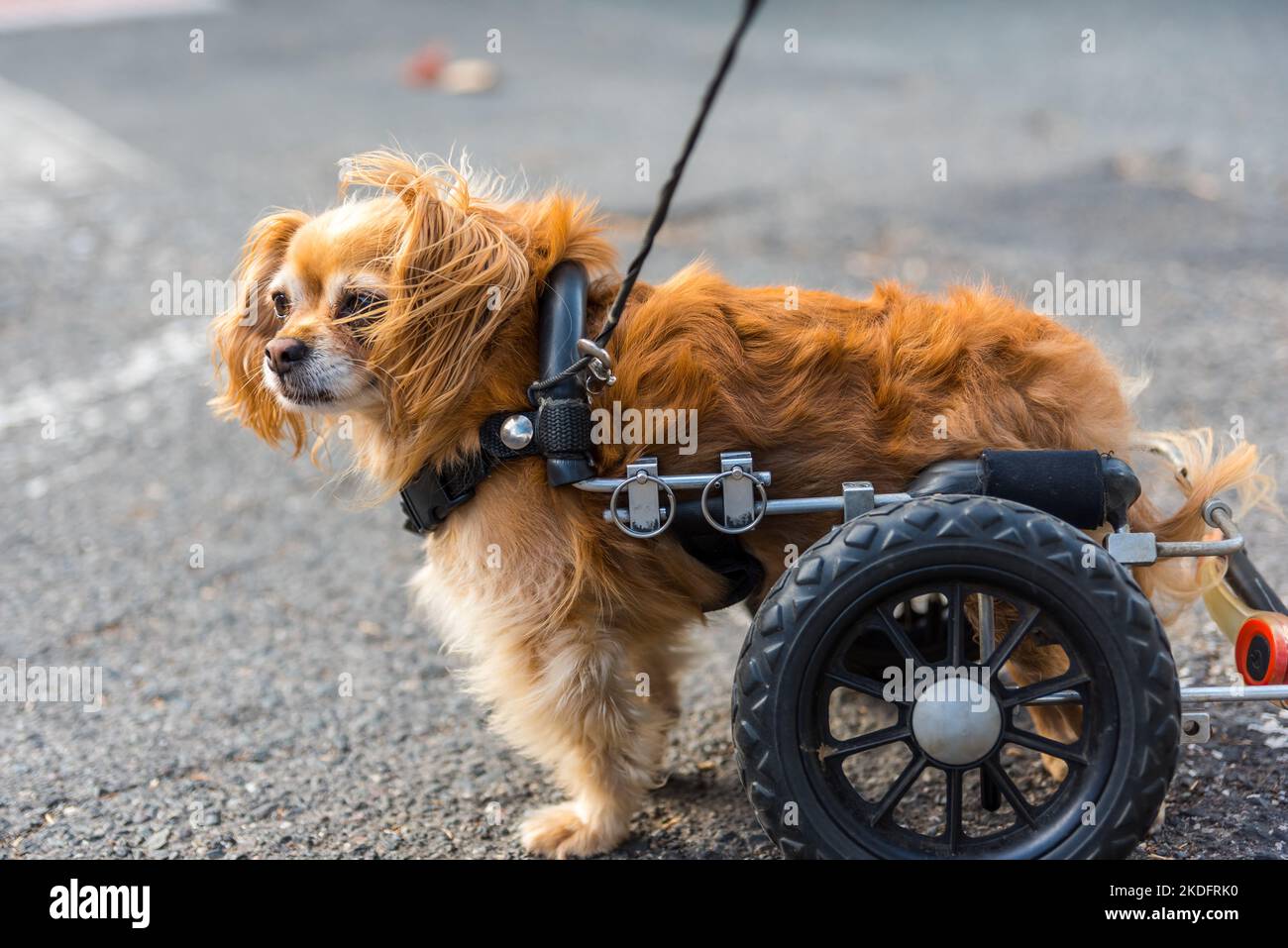 A new lease on life and walking again with Eddie's Wheels for Pets
