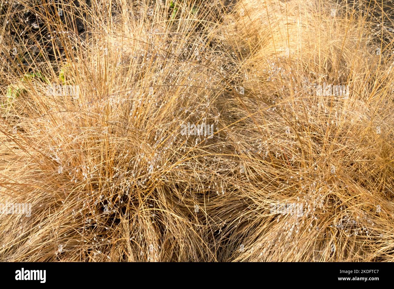 Autumn, Clumps of, Grasses, Garden, Ornamental, Grass, Prairie Dropseed, Sporobolus heterolepis, Dried, Plant Stock Photo