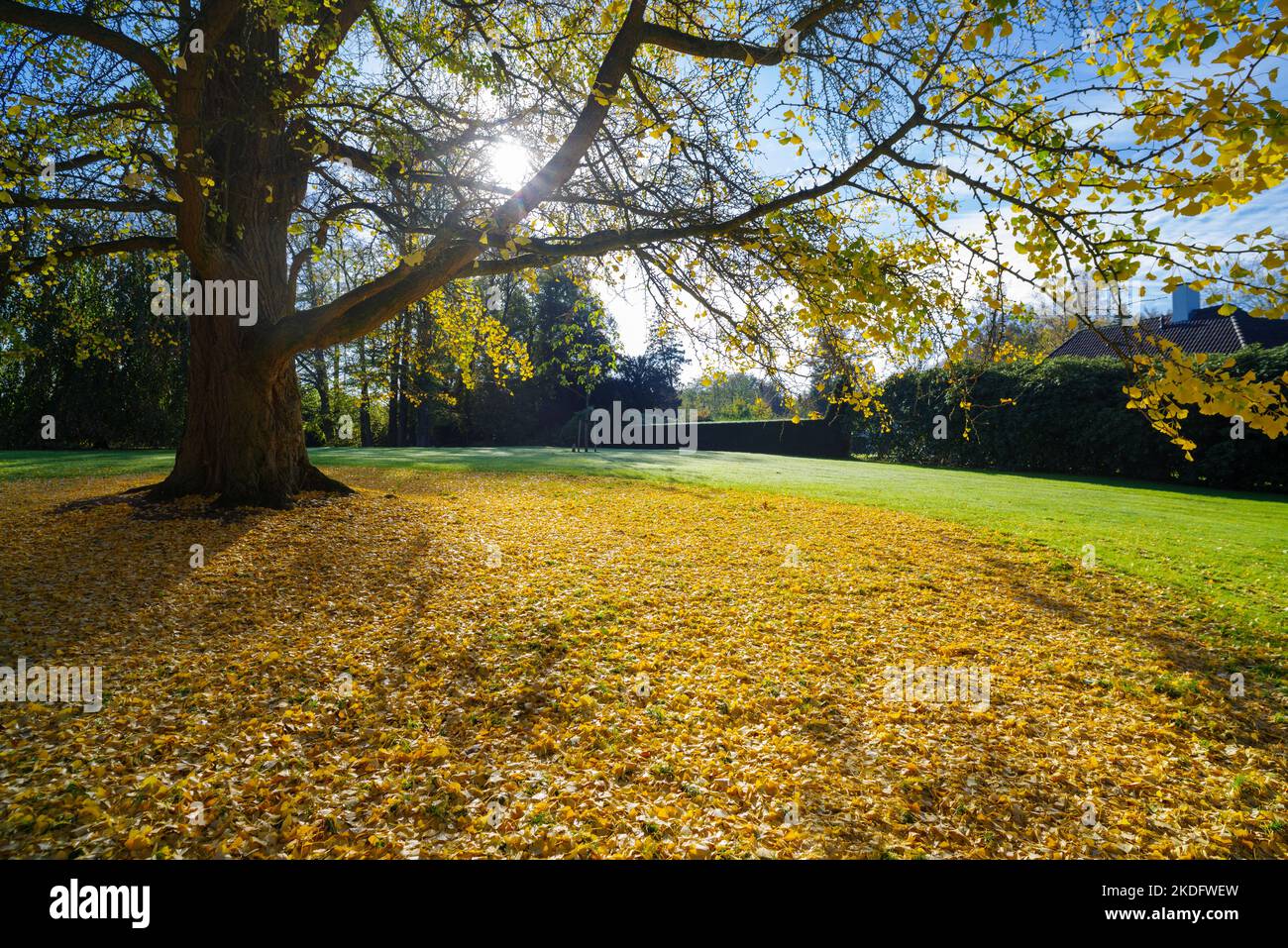 beautiful view under a ginkgo biloba tree in an autumn park Stock Photo