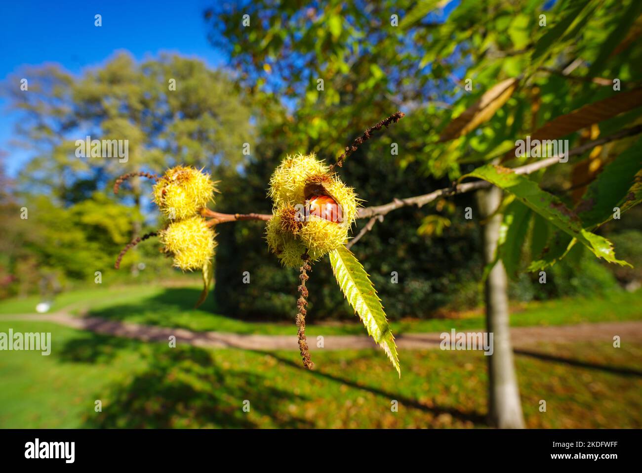 sweet chestnut fruits on a tree Stock Photo