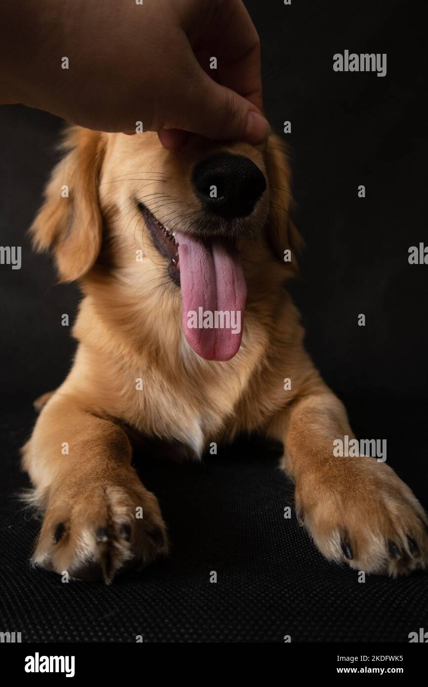 The hand scratches the nose of the red dog, and the dog sticks out his