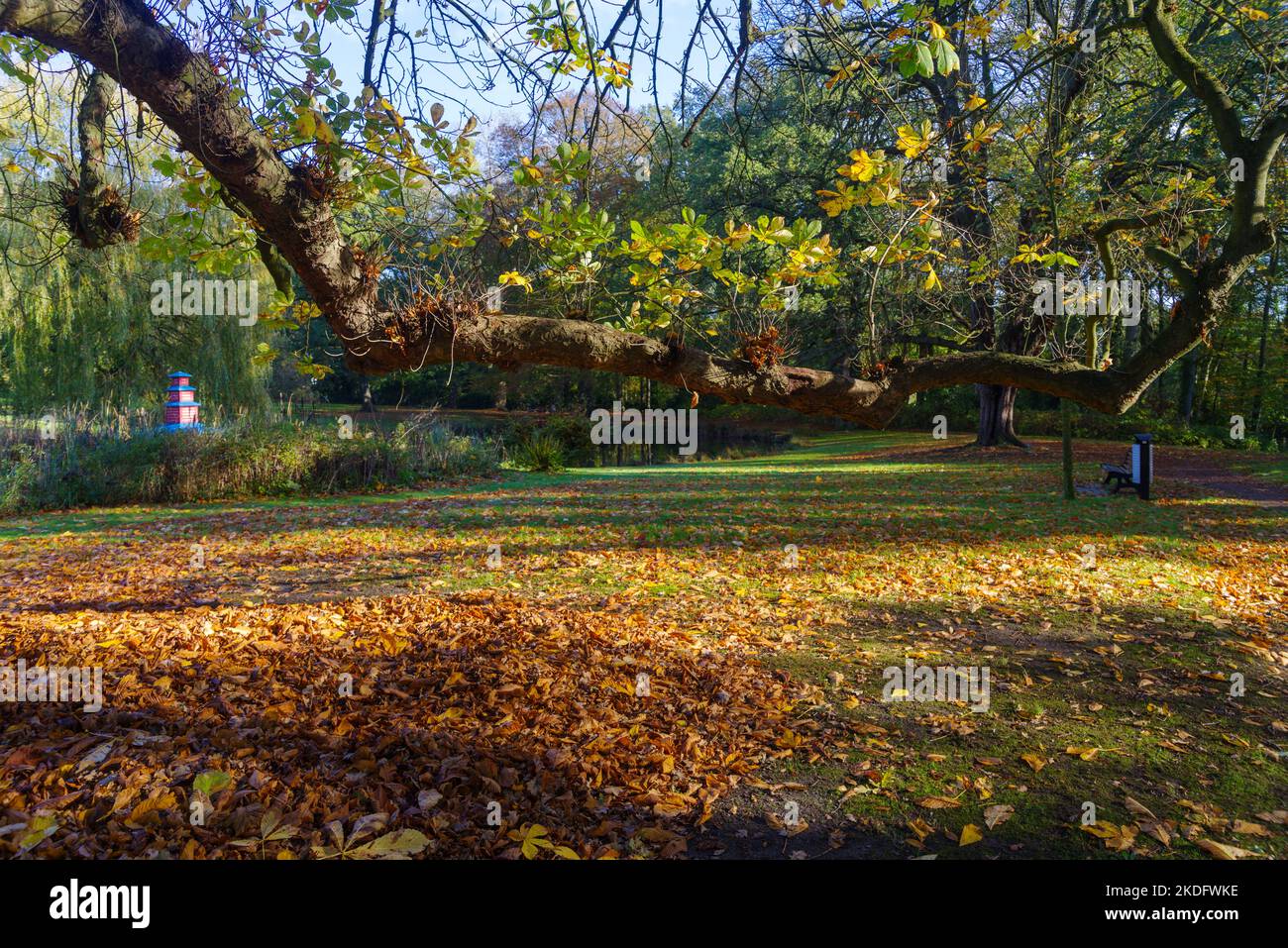 horizontal hanging chestnut tree trunk in autumn Stock Photo