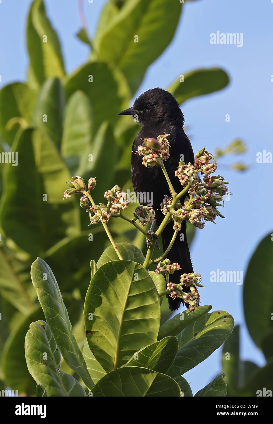 Variable Oriole (Icterus pyrrhopterus) adult perched in flowering tree  Cuiaba, Brazil.       July Stock Photo