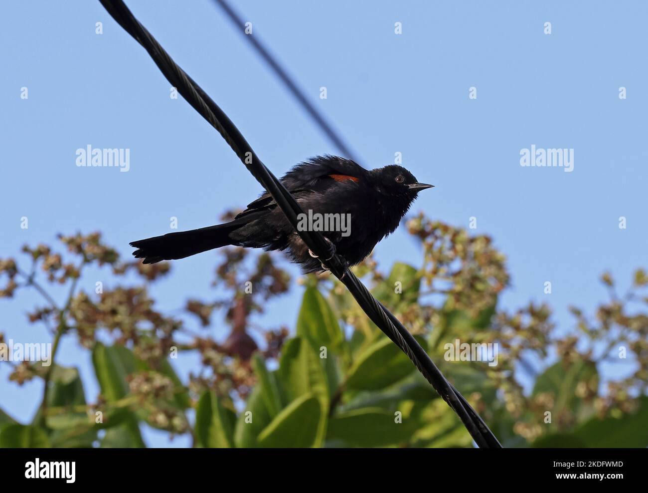 Variable Oriole (Icterus pyrrhopterus) adult perched on power-line  Cuiaba, Brazil.       July Stock Photo