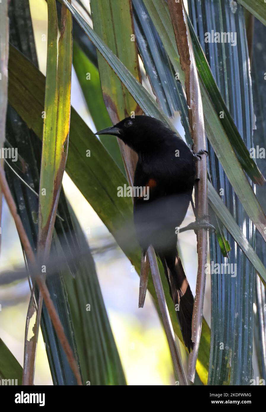 Variable Oriole (Icterus pyrrhopterus) adult perched in palm  Chapada, Brazil.       July Stock Photo