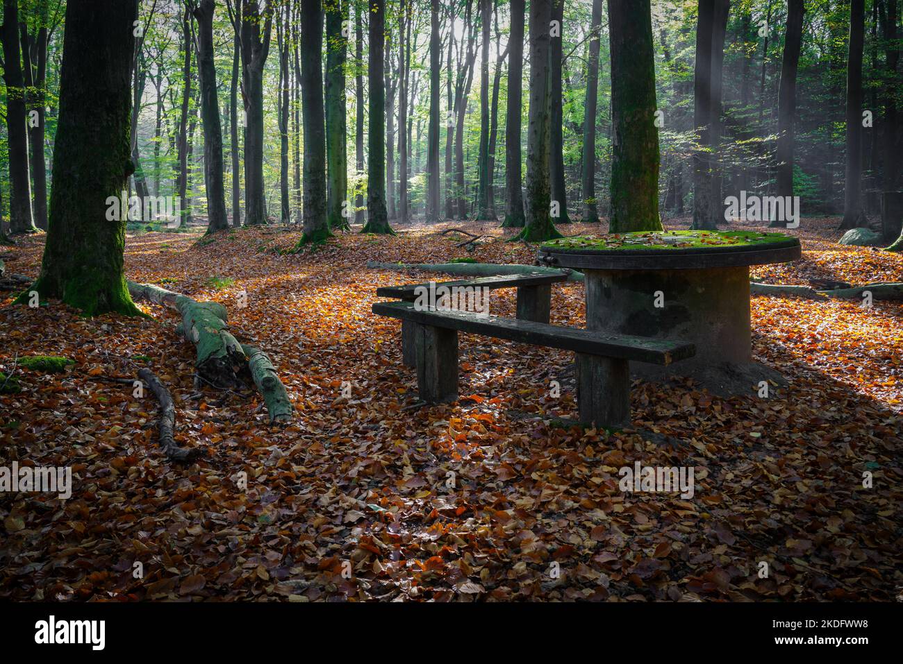 old stone table in a beautiful autumn forest Stock Photo