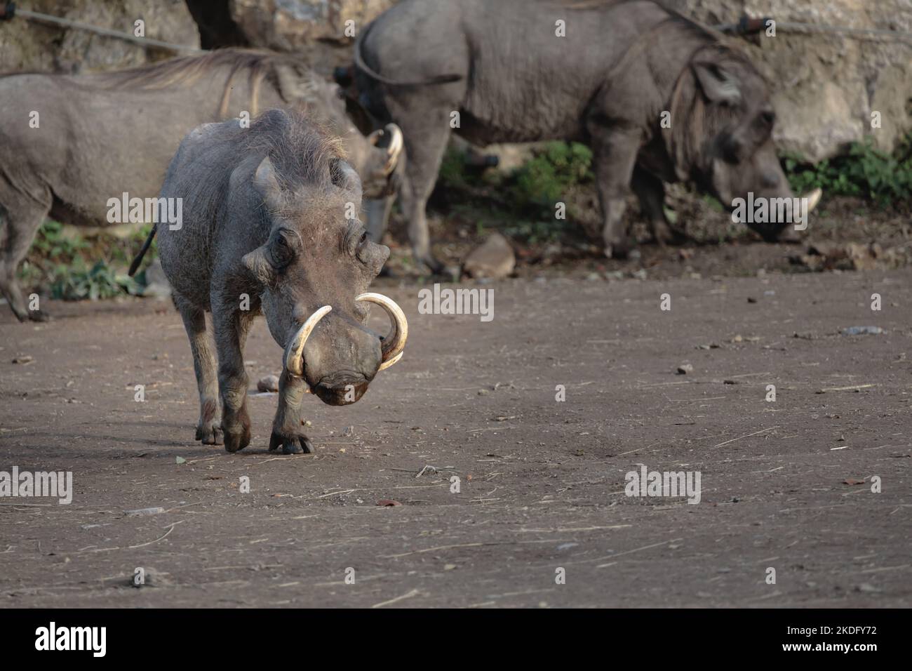Closeup shot of a common warthog Stock Photo