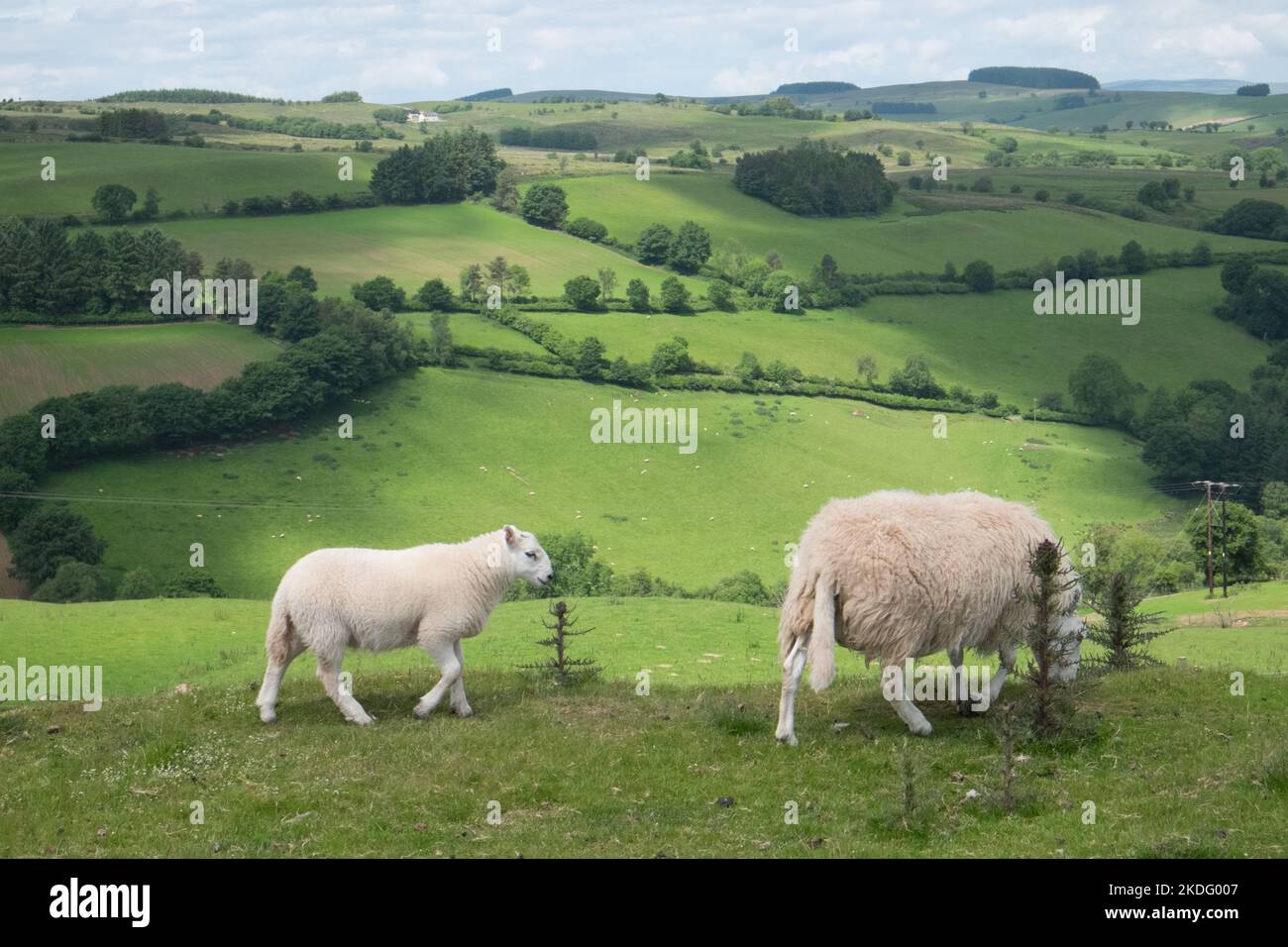 Sheep,grazing,graze,along,alongside,of,road,traffic,with,cattle grid ...
