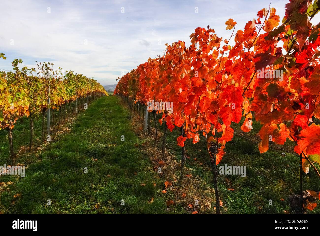 colorful leaves on vineyards at a hill in autumn in austria Stock Photo