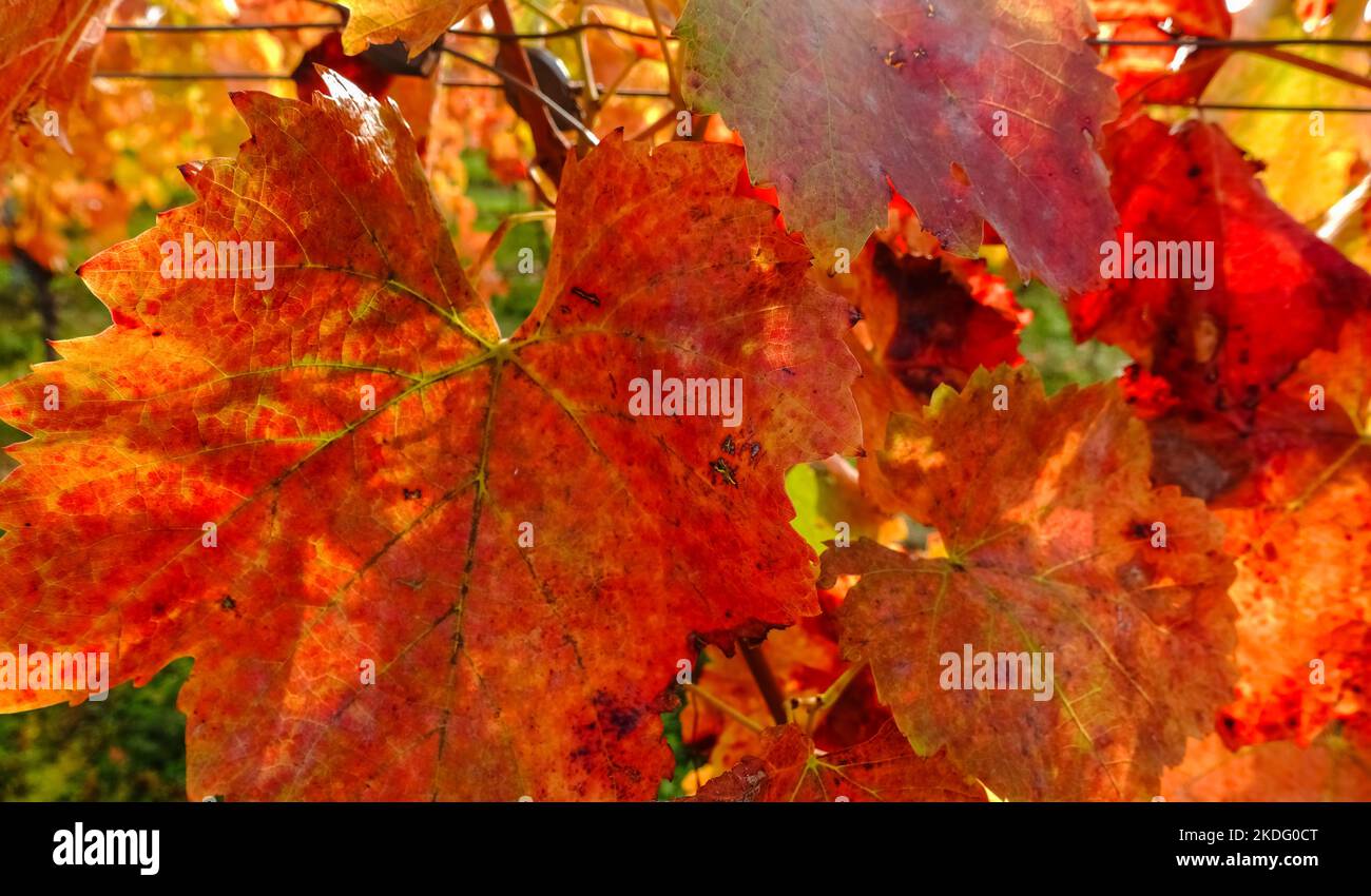 wonderful red orange leaves from vineyards in autumn detail view Stock Photo