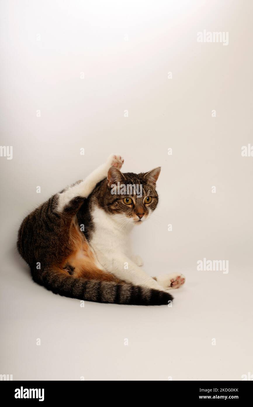 Tabby and white domestic cat, photographed in a studio against a white backdrop. Stock Photo