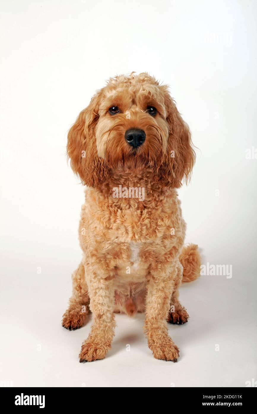 Cockapoo studio setting Stock Photo - Alamy