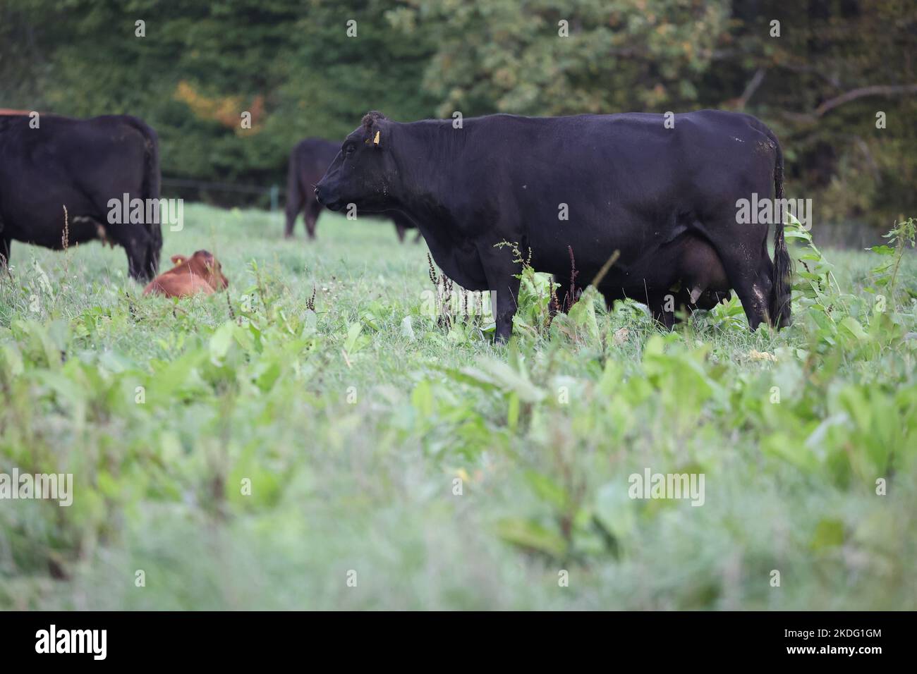 Black angus cows on a meadow with green grass Stock Photo - Alamy