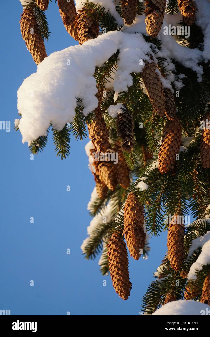Snow-covered branches of spruce with cones closeup on the background of blue sky Stock Photo