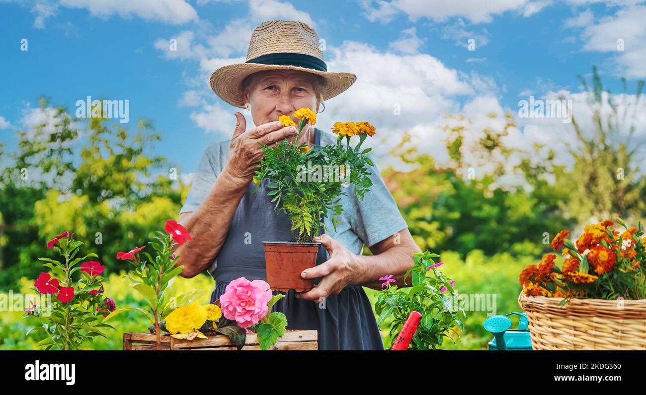 Senior woman is planting flowers in the garden. Selective focus. People ...