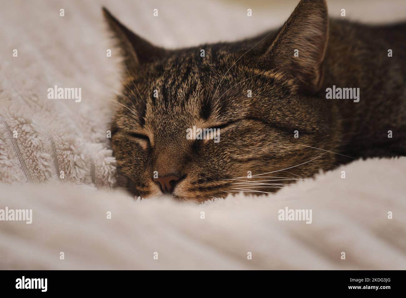 Portrait of a sleeping cat on the bed Stock Photo - Alamy