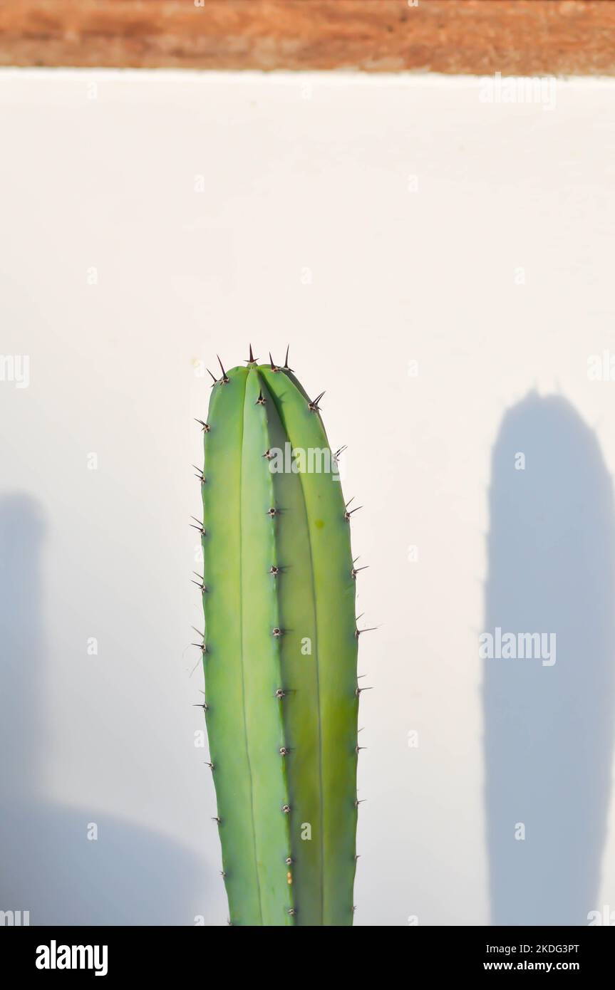 cactus , myrtillocactus geometrizans or Fairytale castle or Cereus peruvianus or harrisia tetracantha or harrisia or succulent plant Stock Photo