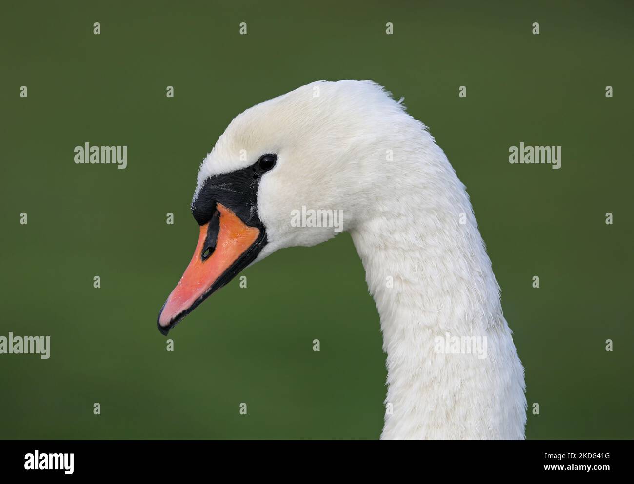 Swan head profile, isolated, green background Stock Photo