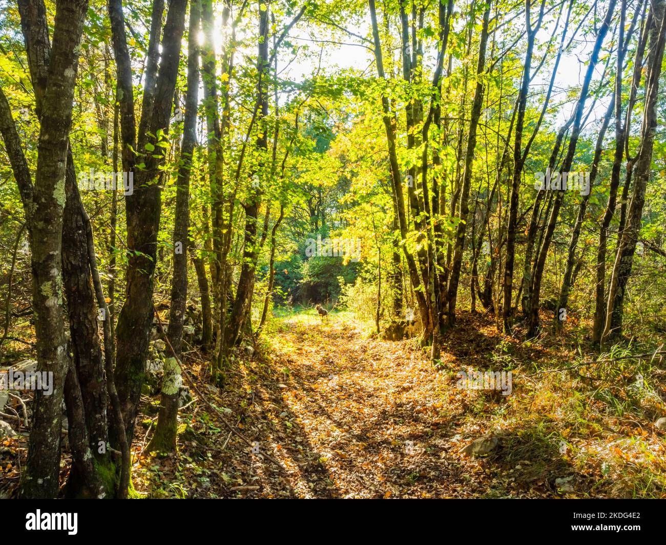 Late afternoon country-road countryroad against sun Autumn Fall scenery with dog walking Rupa near Rijeka in Croatia Europe Stock Photo