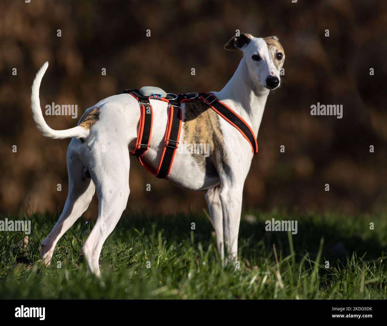 English Whippet Greyhound.Beautiful white thoroughbred racing dog Stock Photo