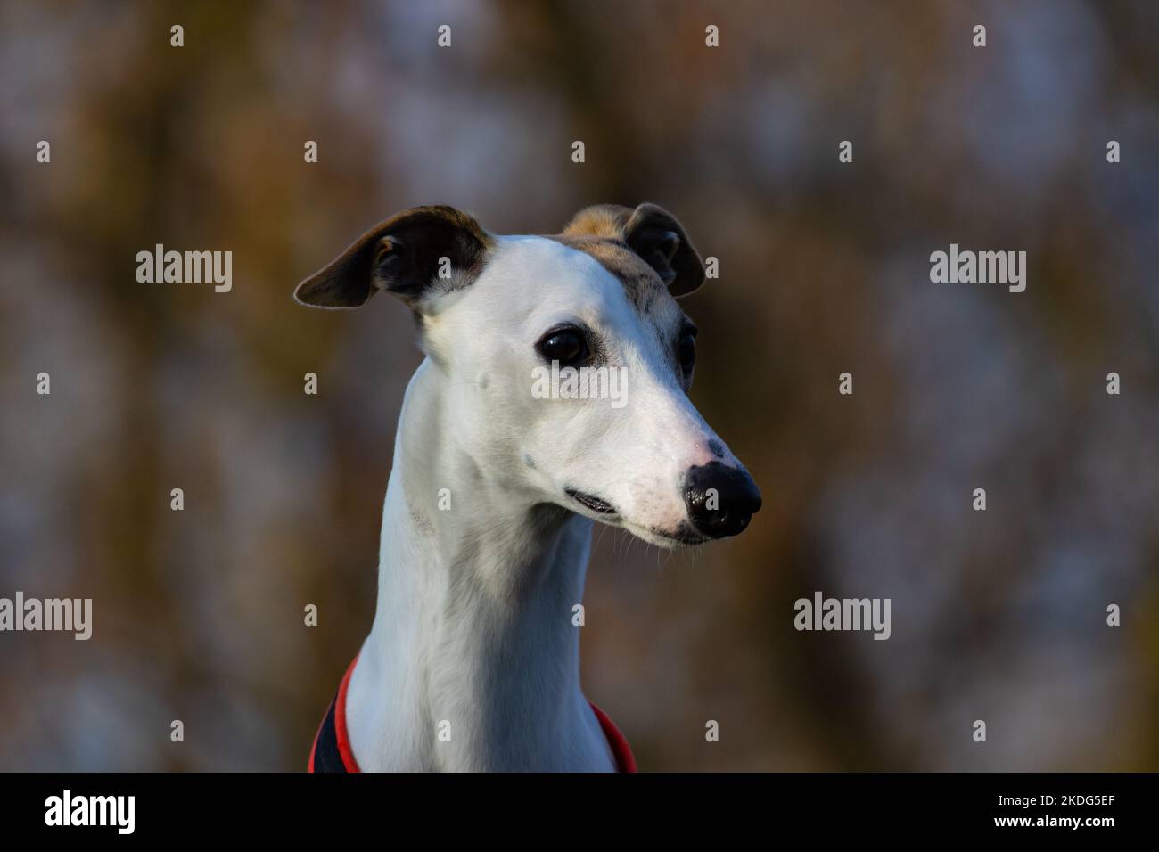 English Whippet Greyhound.Beautiful white thoroughbred racing dog Stock