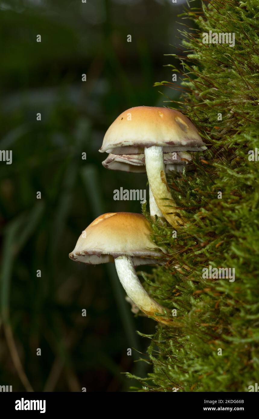 Three Conifer Tuft mushrooms growing on a dead tree clad with moss Stock Photo