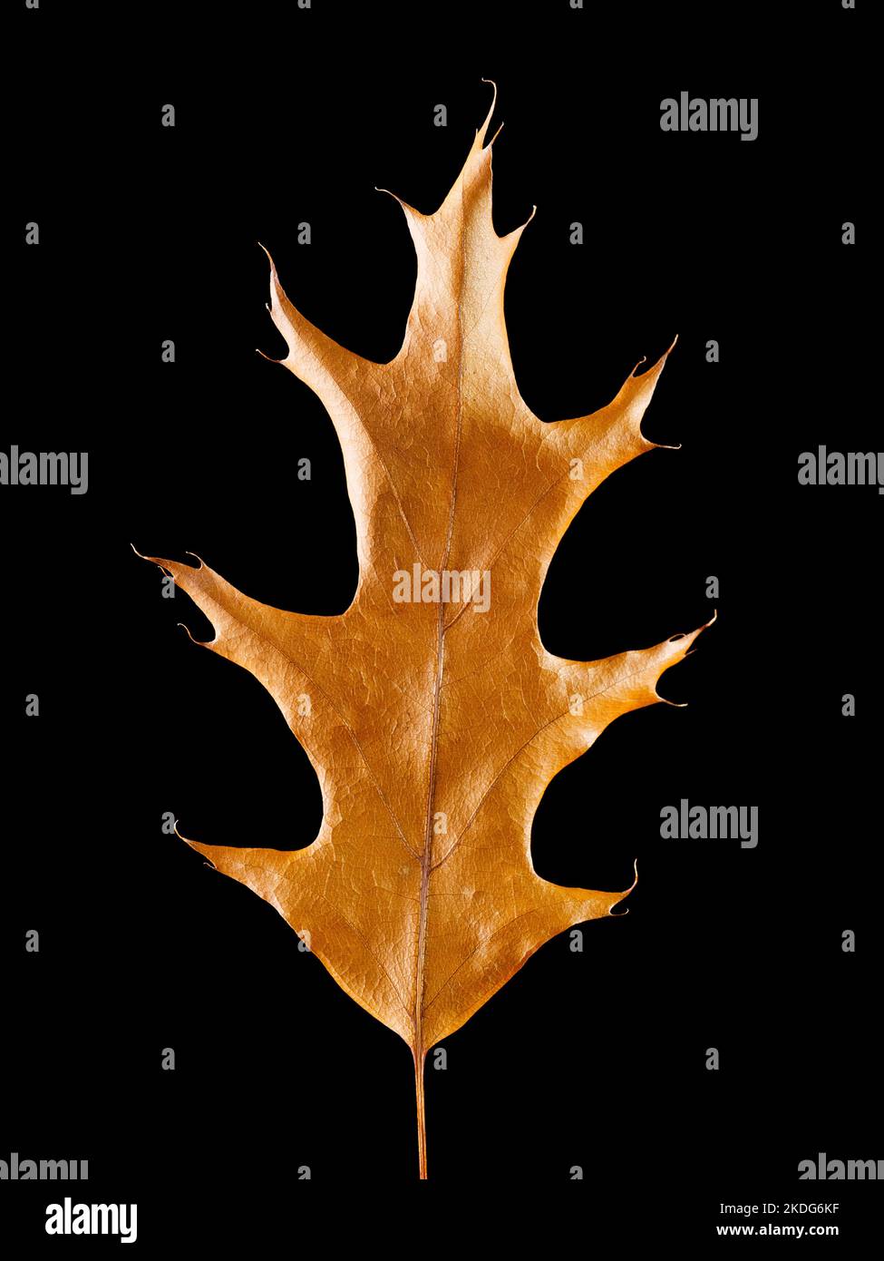 Dried oak leaf isolated on black background Stock Photo