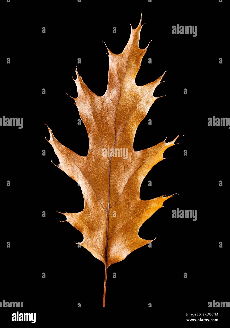 Oak leaf closeup isolated on black background Stock Photo