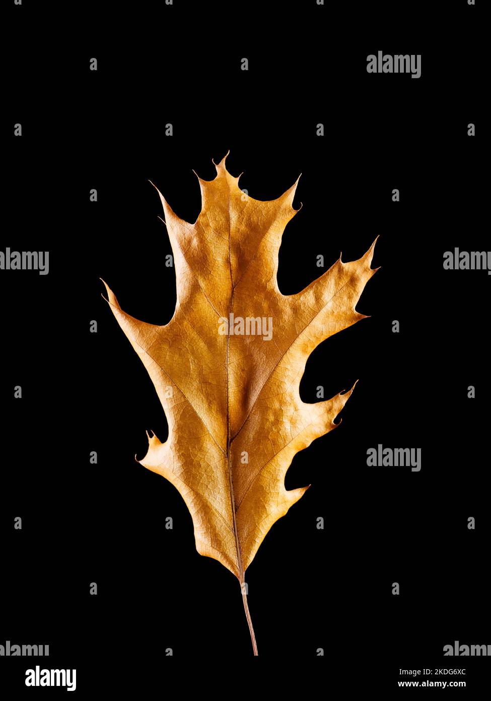 Yellow fallen dried oak leaf isolated on black background Stock Photo ...