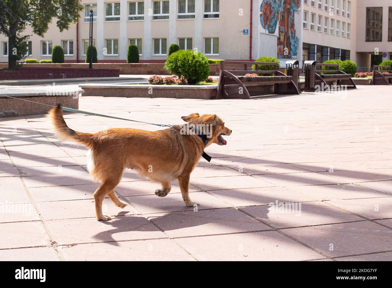 A red dog walks on the sidewalk in the summer close up Stock Photo