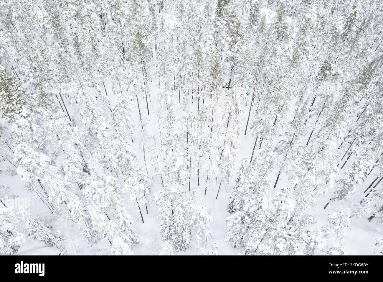 Aerial photo of a snowy forest in winter in Finland Stock Photo