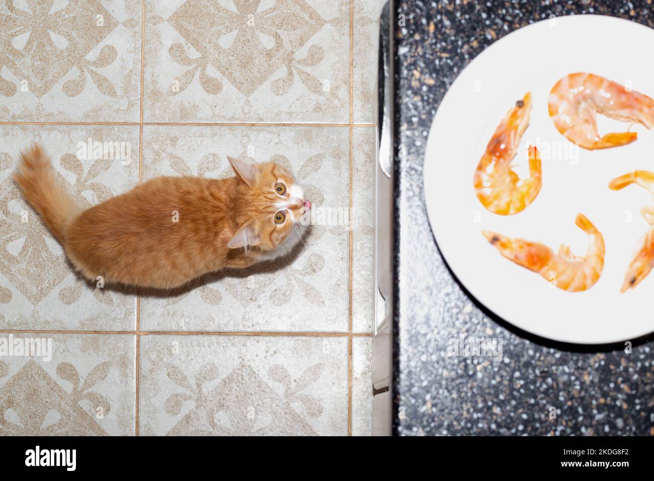 A red kitten in the kitchen looks up and meows, asking for shrimp lying on a plate. Feeding pets. Stock Photo