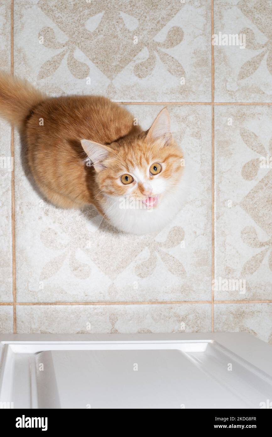 A ginger kitten sits on a tile, looks up and meows. Feeding pets. Stock Photo
